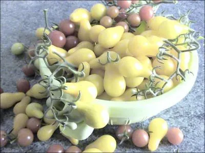 Comment se nomme cette tomate cerise jaune ?