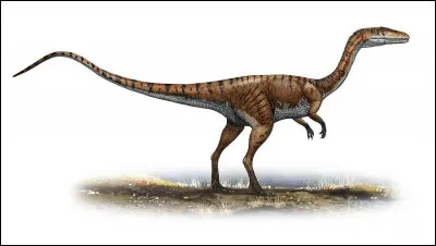 Je suis un petit théropode du Trias, on a retrouvé plus de 500 squelettes de mon espèce aux États-Unis et je fais 3 m.