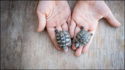 Qu'est-ce que c'est ?