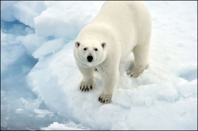 C'est un ours polaire !