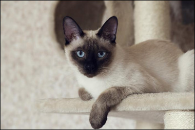 De quel pays est-il originaire ?