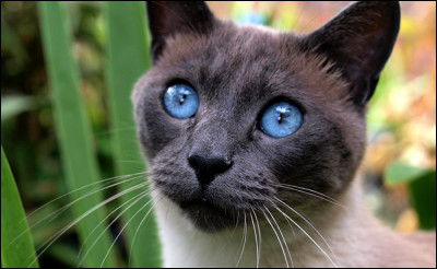 La race du siamois a été reconnue par la Fédération Internationale Féline (FIF) en...