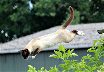 En Grande-Bretagne, le siamois fut officiellement reconnu en 1936.