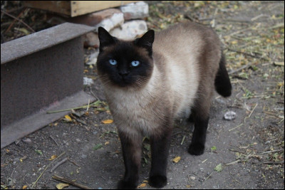 Quel est le prix d'un siamois ?