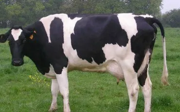 Quiz Vaches