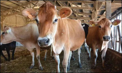 De quelle race est cette vache ?