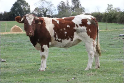De quelle race est cette vache ?