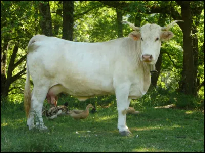 De quelle race est cette vache ?