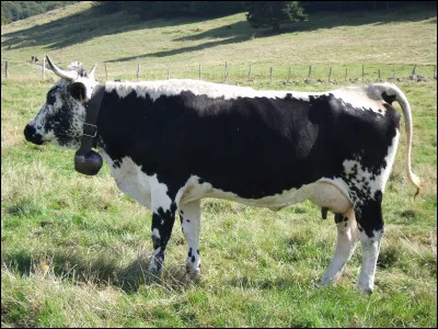 De quelle race est cette vache ?