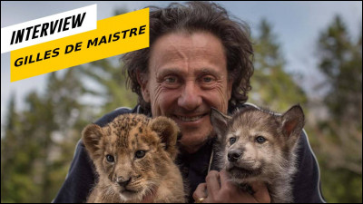 Est-ce que le lion et le loup sont vraiment amis dans la vraie vie ?