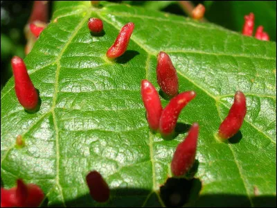 Qui a découvert, en 1846, la planète Neptune ?