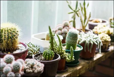 Où pouvons-nous acheter des plantes ?