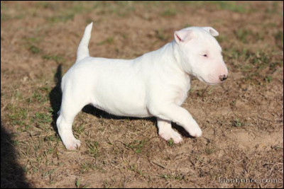 Allez encore une et je te laisse ! Si je te dis "je goûte le gâteau pour voir s'il est bon, je découvre qu'il est extraordinaire !", quel organe de sens est utilisé ?