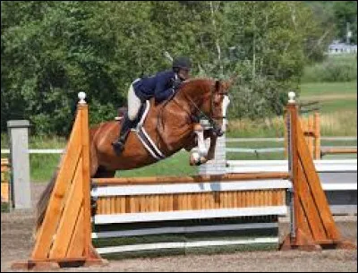 Es-tu de haut niveau en équitation ?