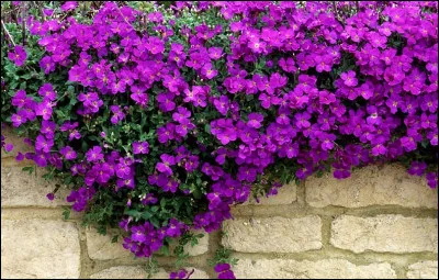 J'ai maille à partir avec plus fort que moi ! J'ai tort. On me met dans l'impossibilité de répliquer ! Je ne peux plus me dérober ! Me voilà coincée ! Que dire ?