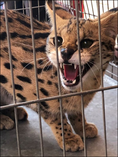 Quelle est cette race de chat ?