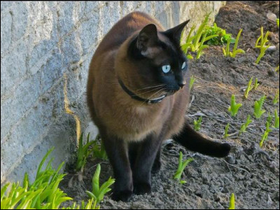 Quelle est cette race ?