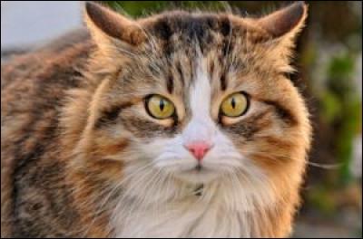 Quelle est la particularité d'un chat isabelle ?