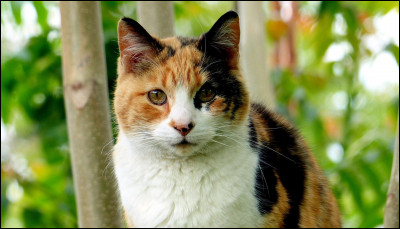 Quelle race de chat lui ressemble le plus ?