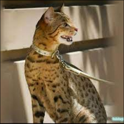 Quelle est la race de chat la plus chère ?