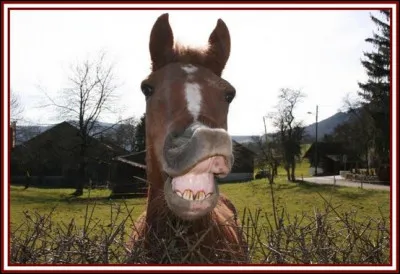 Autrefois, quel nom donnait-on au repas de noces ?