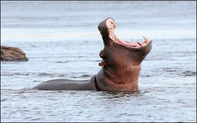 Quel est cet animal ?