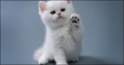 Quel est cet animal ?