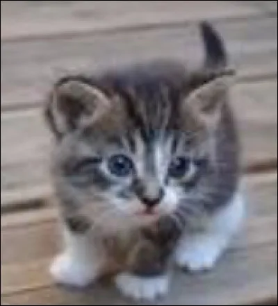 Quel caractère cherchez-vous chez votre futur animal ?