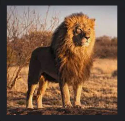 Quel défaut vous dérangerait le plus chez votre animal ?