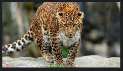 Qu'aimeriez-vous faire avec lui ?