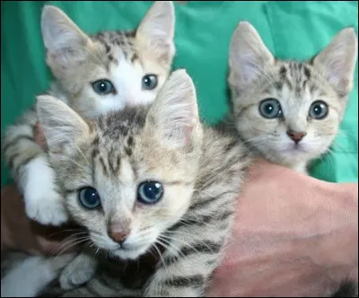 Voudrais-tu des chatons ?
