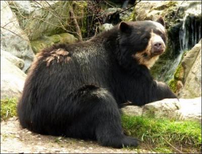 C'est le seul ours vivant en Amérique du Sud :