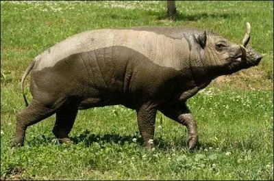 Cet animal proche du cochon vit en Indonsie :