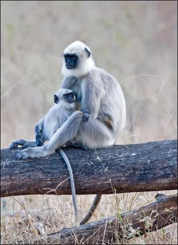 Singe vivant en Inde, il est sacr pour les Hindous. On le nomme couramment langur :