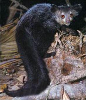 Comme le précédent, c'est un lémurien de Madagascar. Mais il a une vie exclusivement nocturne :