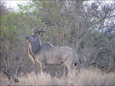 Grande antilope aux cornes en spirale :