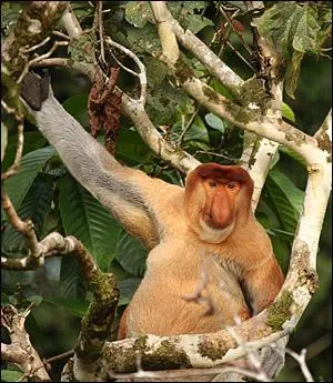 Ce singe de Borno est un habile nageur :