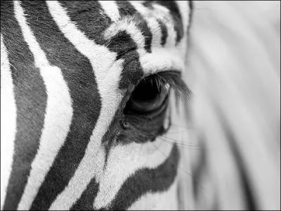 Quel est l'organe qui nous permet de voir ?