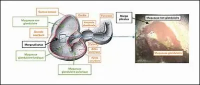 Quelle est la particularité de l'estomac du cheval ?