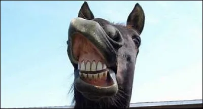 Quelles sont les 3 sortes de dents du cheval ?