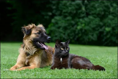 Ton animal vit-il de jour ou de nuit ?