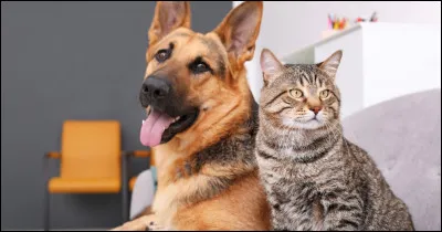 As-tu du temps pour ton animal ?