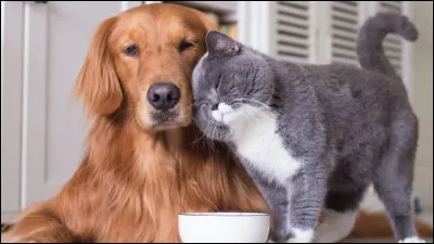 Préfères-tu un animal sociable ou indépendant ?