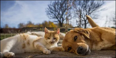 Tiens-tu ton animal en laisse ?
