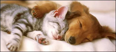 Préfères-tu un animal remuant ou calme ?