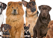 Test Quelle race de chiens est faite pour toi ?