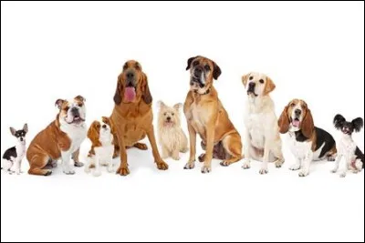 Tu veux un chien de taille...