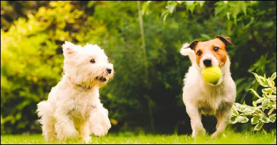 Tu veux un chien pour...