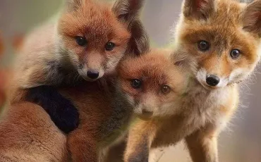 Quiz Animaux