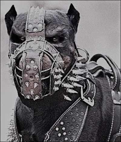 Qui est ce chien vaillant compagnon du général Alexandre le Grand ?